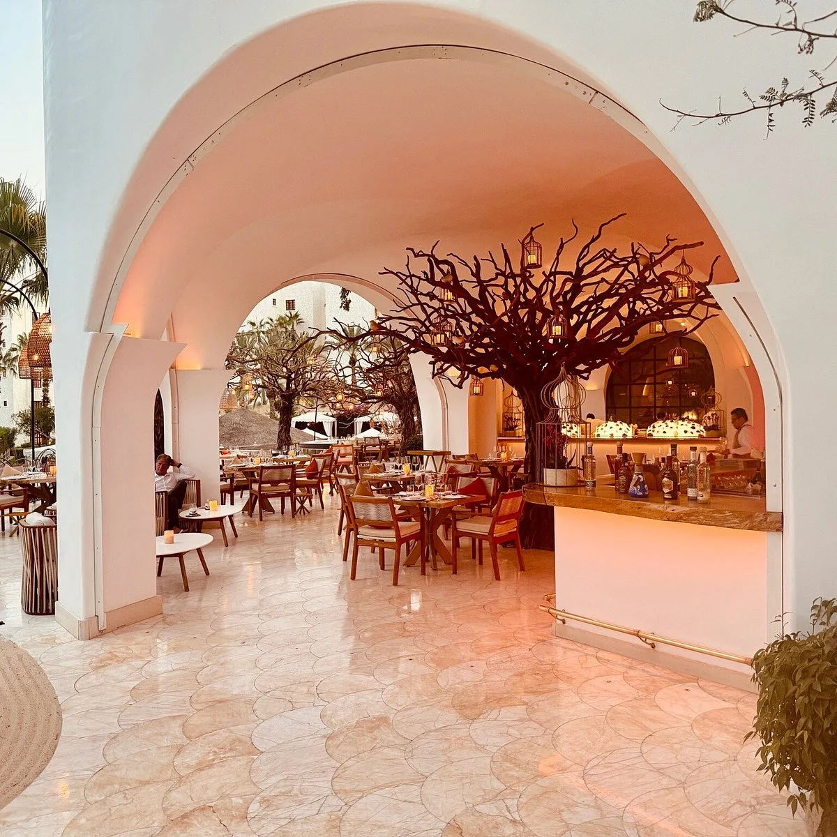 Arbol, restaurants in Cabo 6