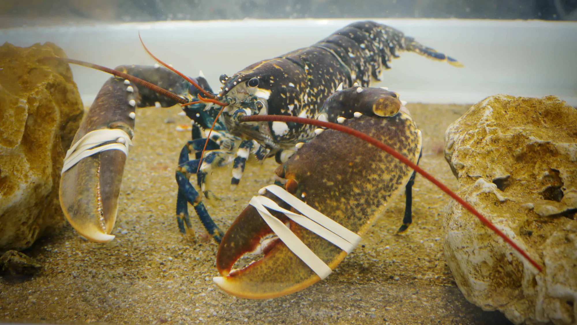 Astoux et Brun - live lobster tank