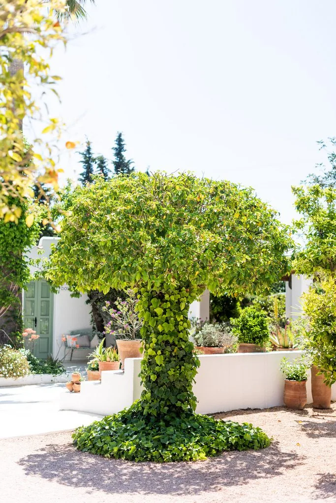 Aubergine - courtyard