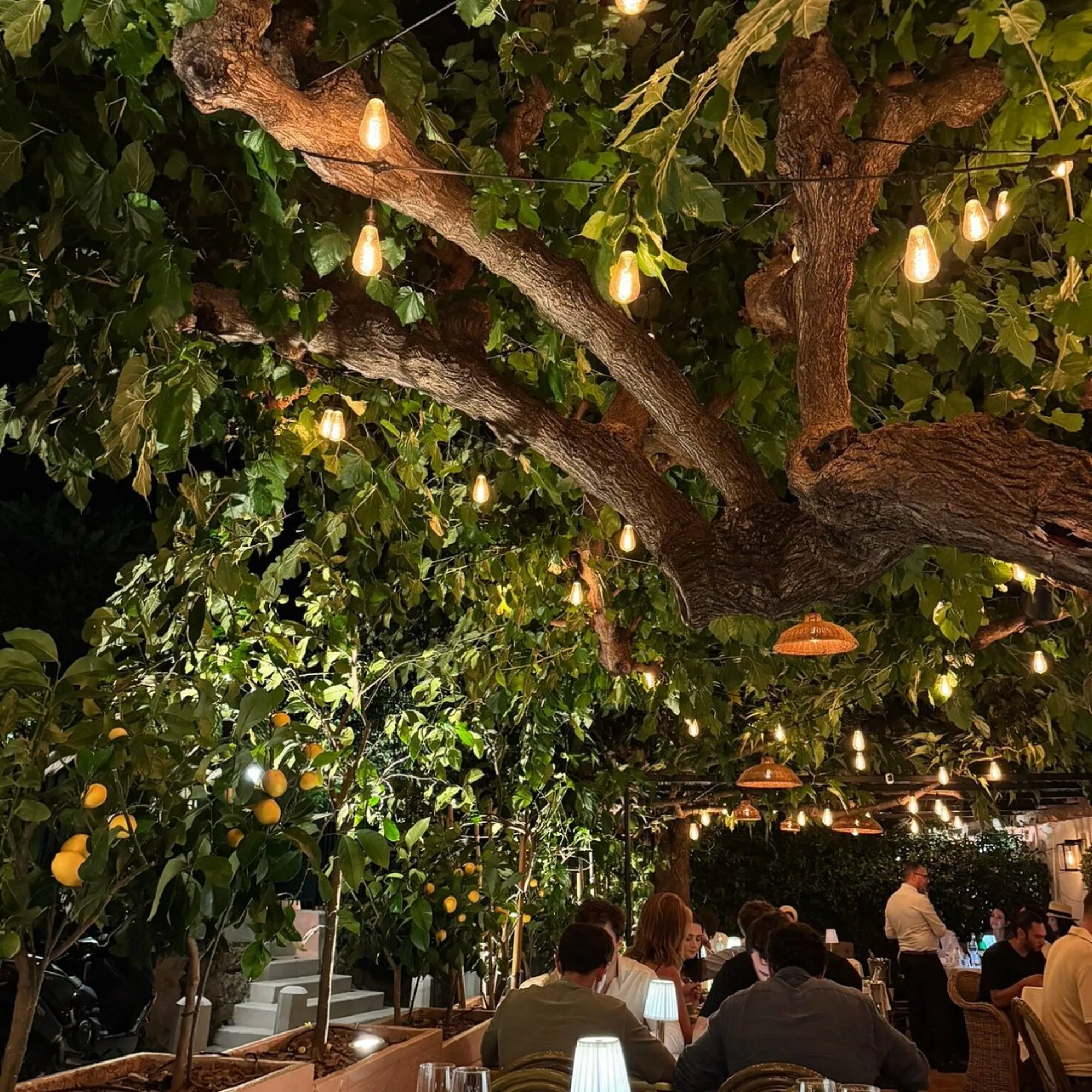 Casa Rocco - lemon tree garden