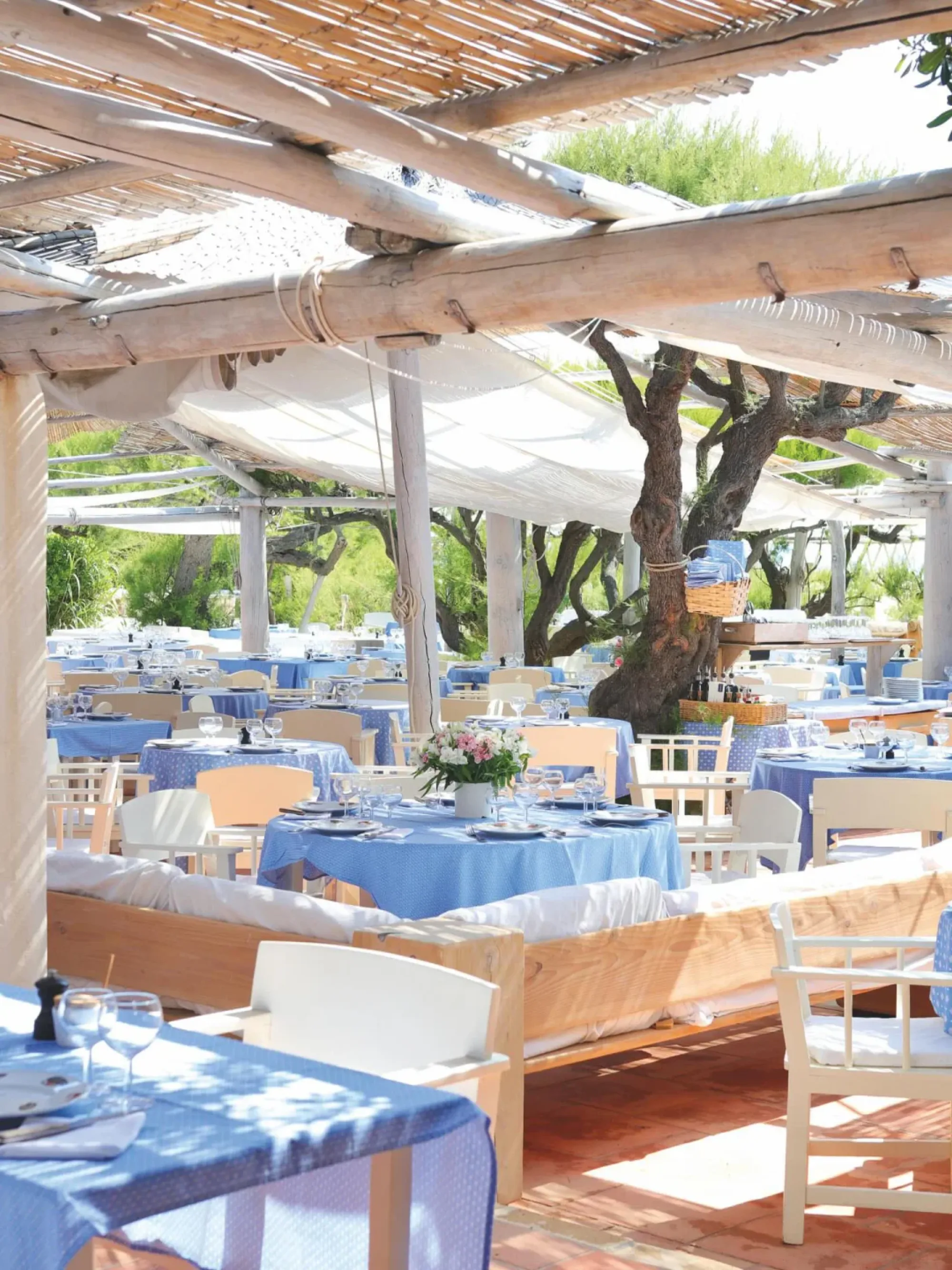 Club 55 - dining terrace olive tree