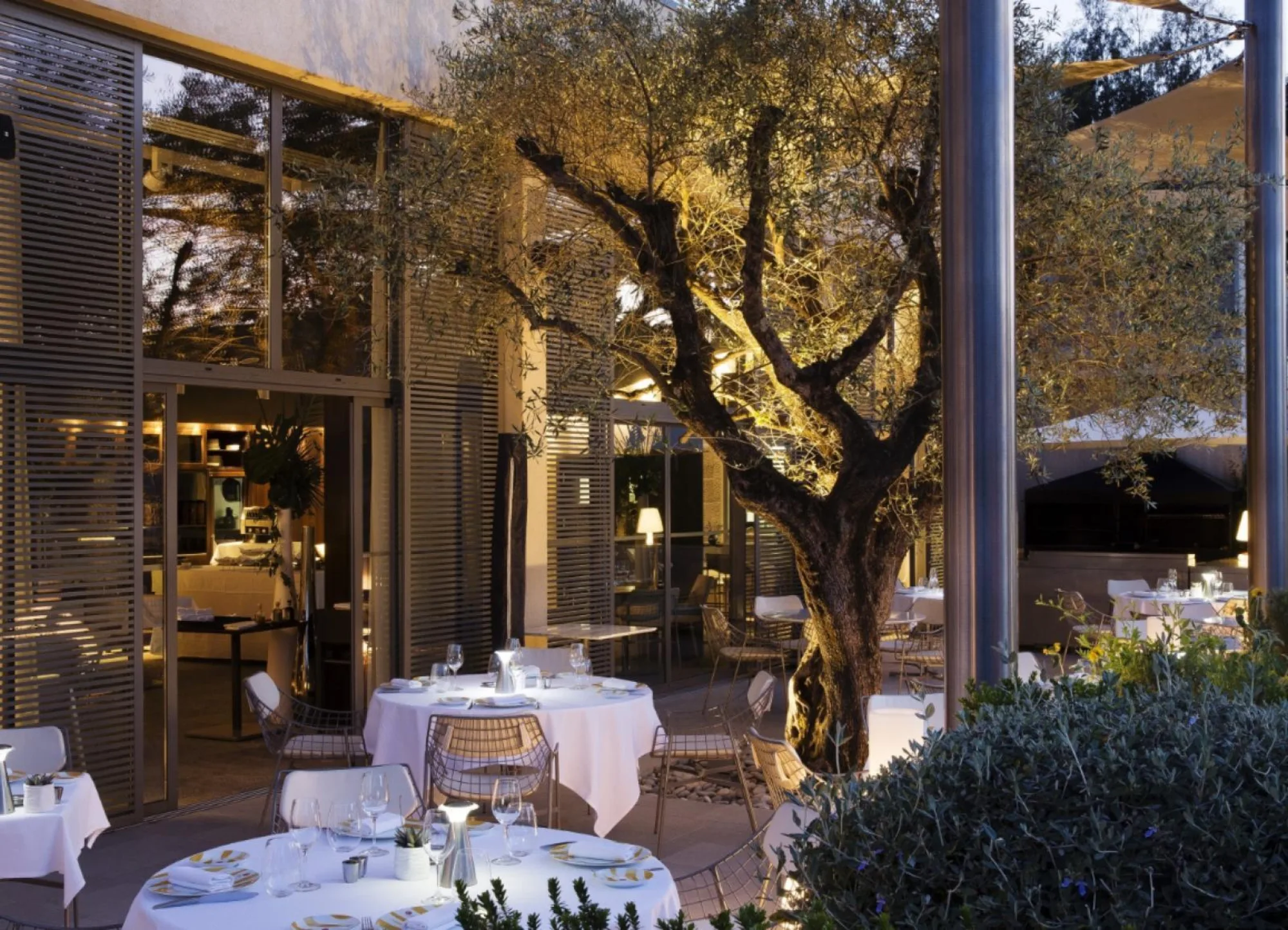 Colette - terrace dusk olive tree