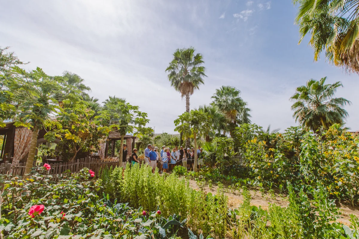 Flora's Field Kitchen, restaurants in Cabo 5
