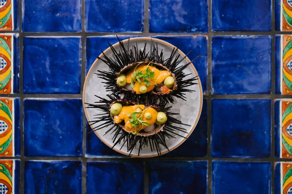 Holbox - erizo sea urchin