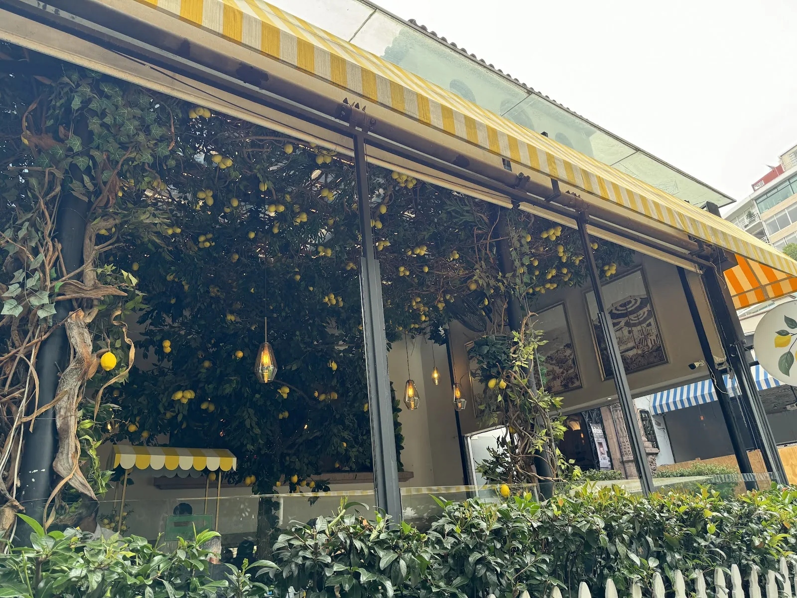 Mandolina - restaurant in Mexico City