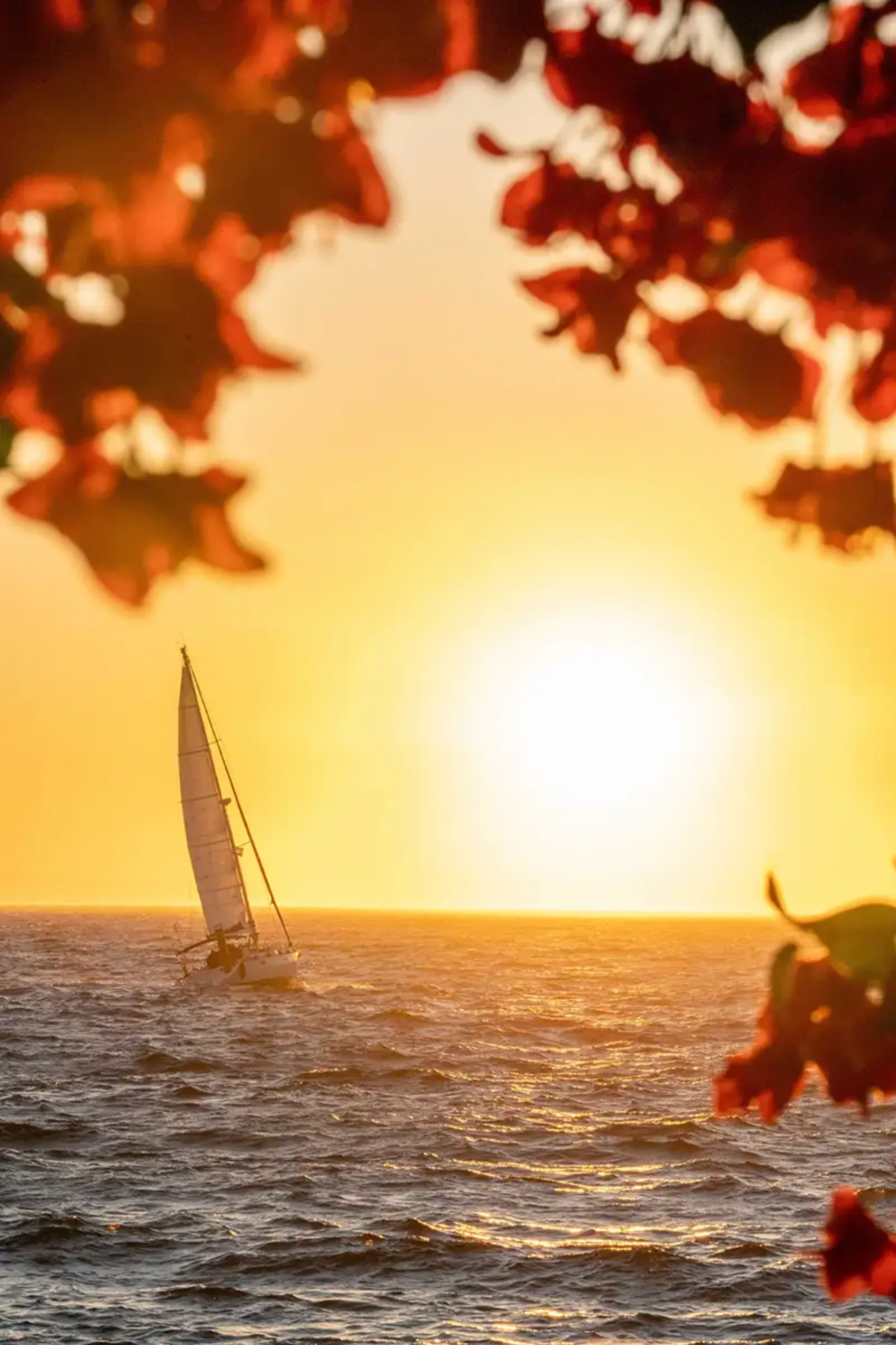 Negrita - sunset sailboat
