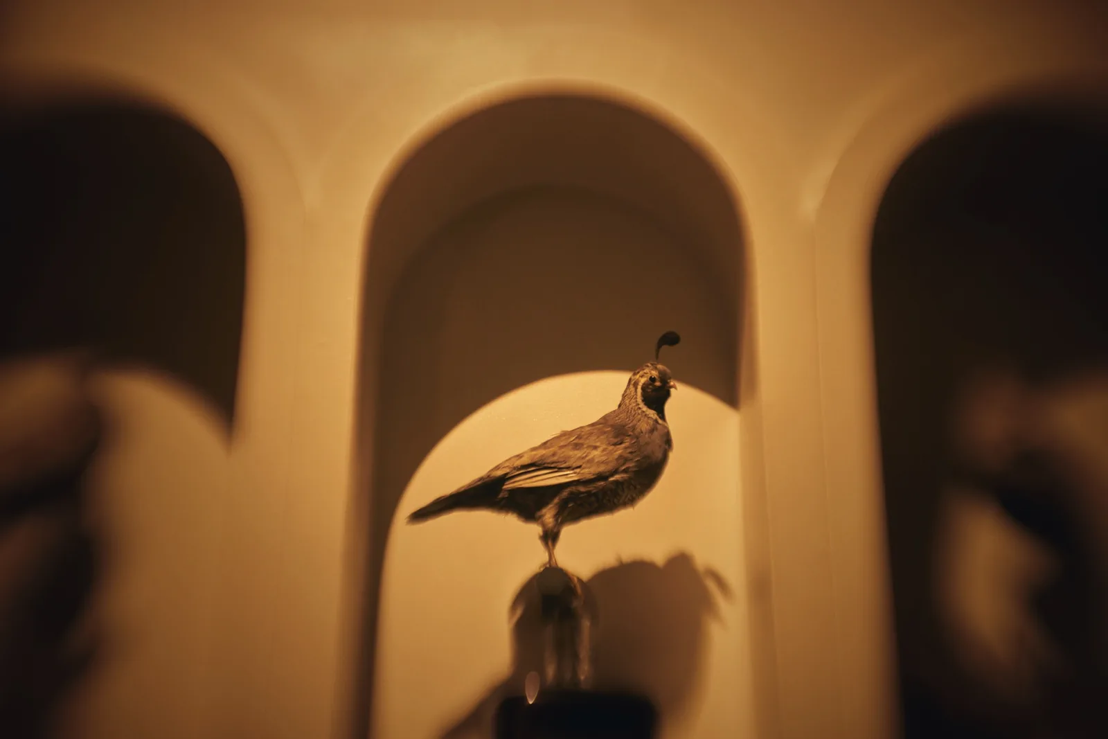 PiDGiN - decor alcove