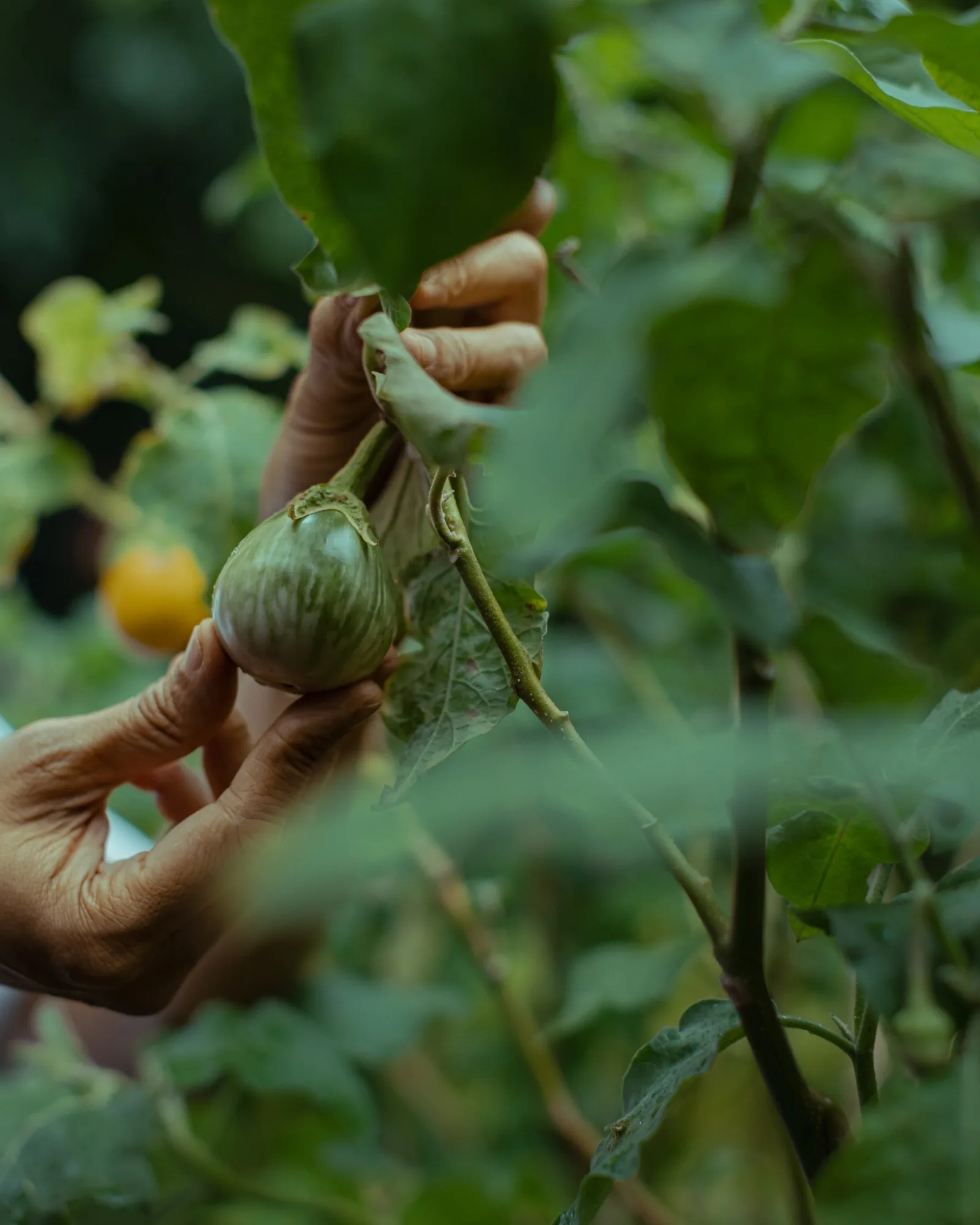 Thiptara - garden to table produce on the vine non food ambiance