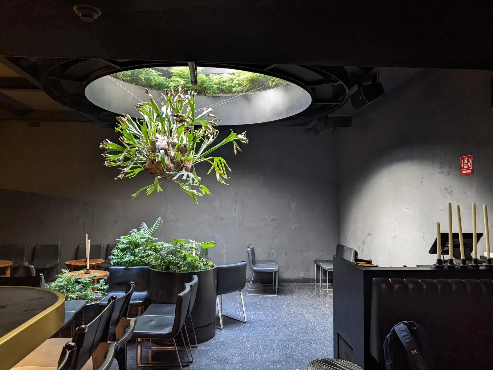 Ticuchi - interior dining room hanging plants